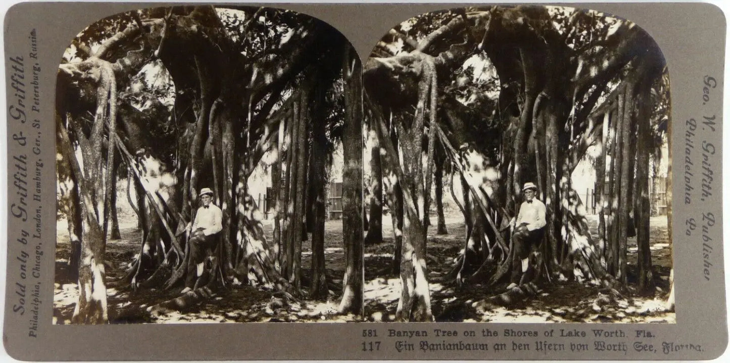 USA.u.s.a.Florida.Banyan Tree on th.Lake Worth.Photo Stereo Stereoview.Griffith. ARDECHE PHOTO ANTIQUE