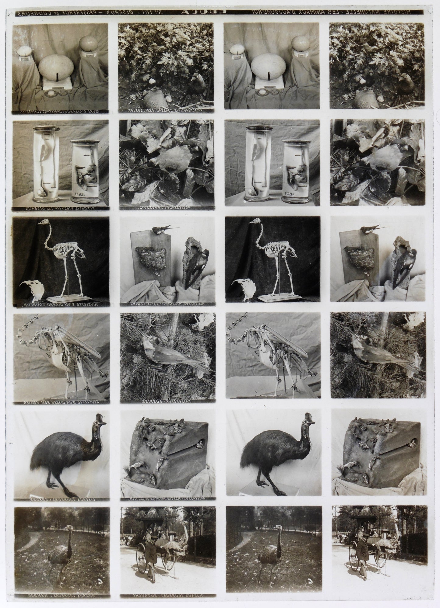 Plaque Verre Stéréo Educa - Oiseaux Passereaux et Coureurs - 12 Vues - Série 100 - 1900