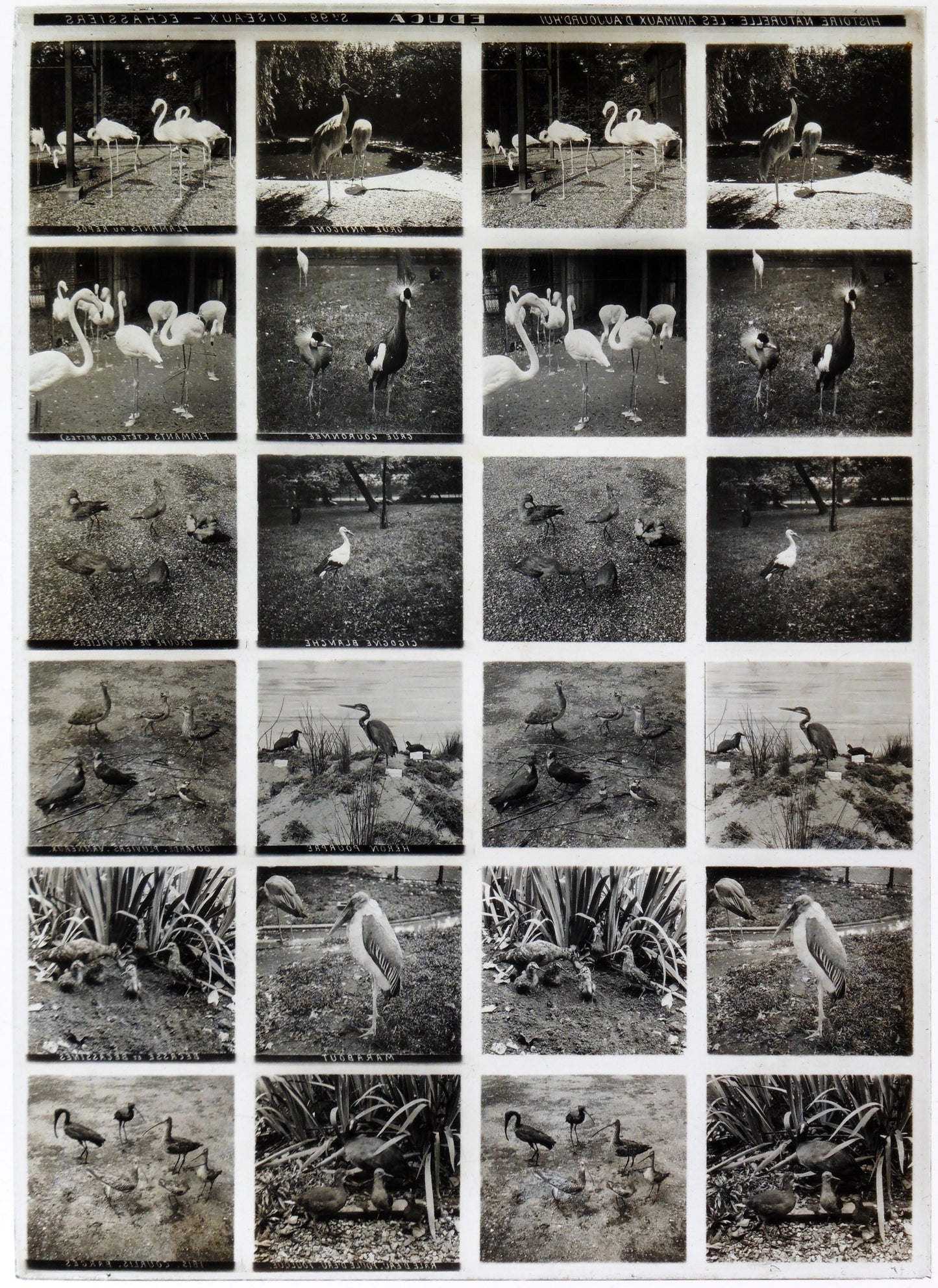 Plaque Verre Stéréo Educa - Oiseaux Echassiers - 12 Vues - Série 99 - Circa 1900