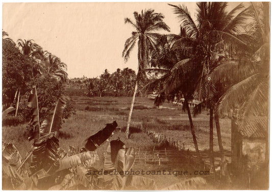 Brésil.Brasil.Pernambuco.Attribué à Alfredo Ducasble 1880."Paysage aux environs de Pernambuco" Photo Albuminée originale.Format photo 10,5cm x 14,8cm.