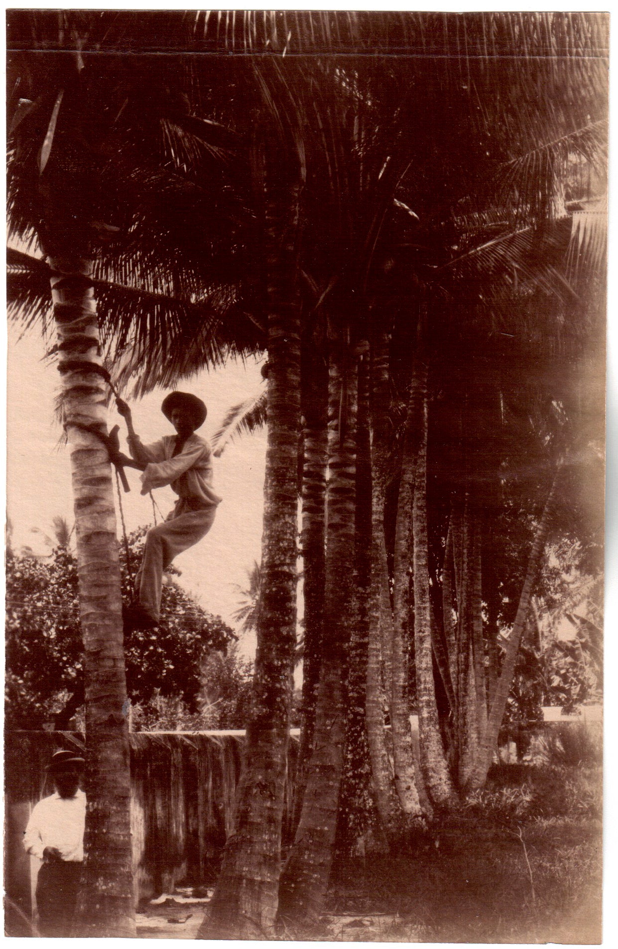 Brésil.Brasil.Bahia,"Cocotiers, ramassage de noix de coco" 1880. Photo Albuminée originale.Format photo 10,2cm x 15,8cm.