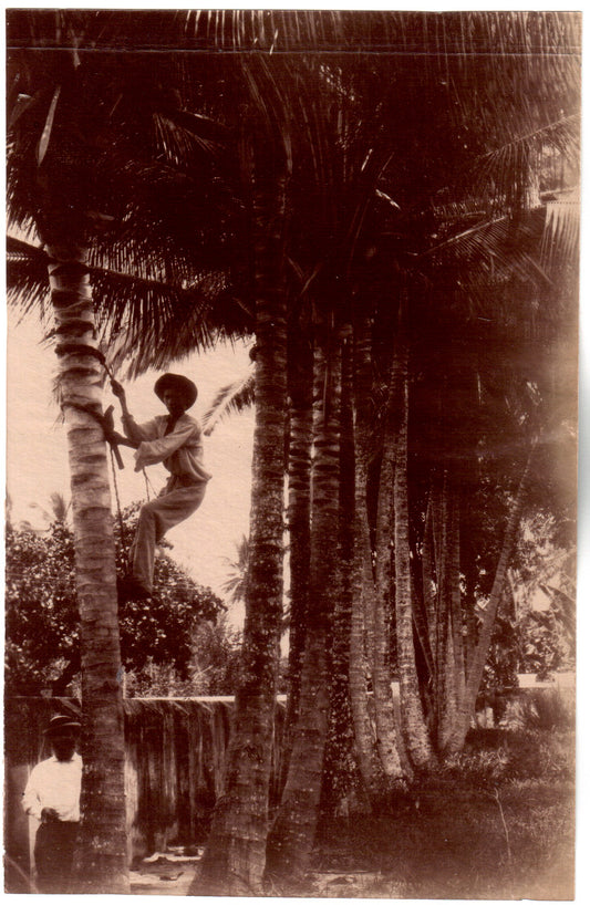 Brésil.Brasil.Bahia,"Cocotiers, ramassage de noix de coco" 1880. Photo Albuminée originale.Format photo 10,2cm x 15,8cm.