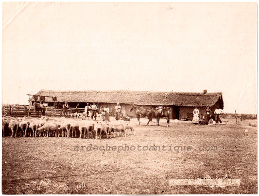Argentine.Argentina Estancia Negrete, Rebano de Ovejas.Photo Albuminée originale 1881.Format 15,7x 20,7cm.