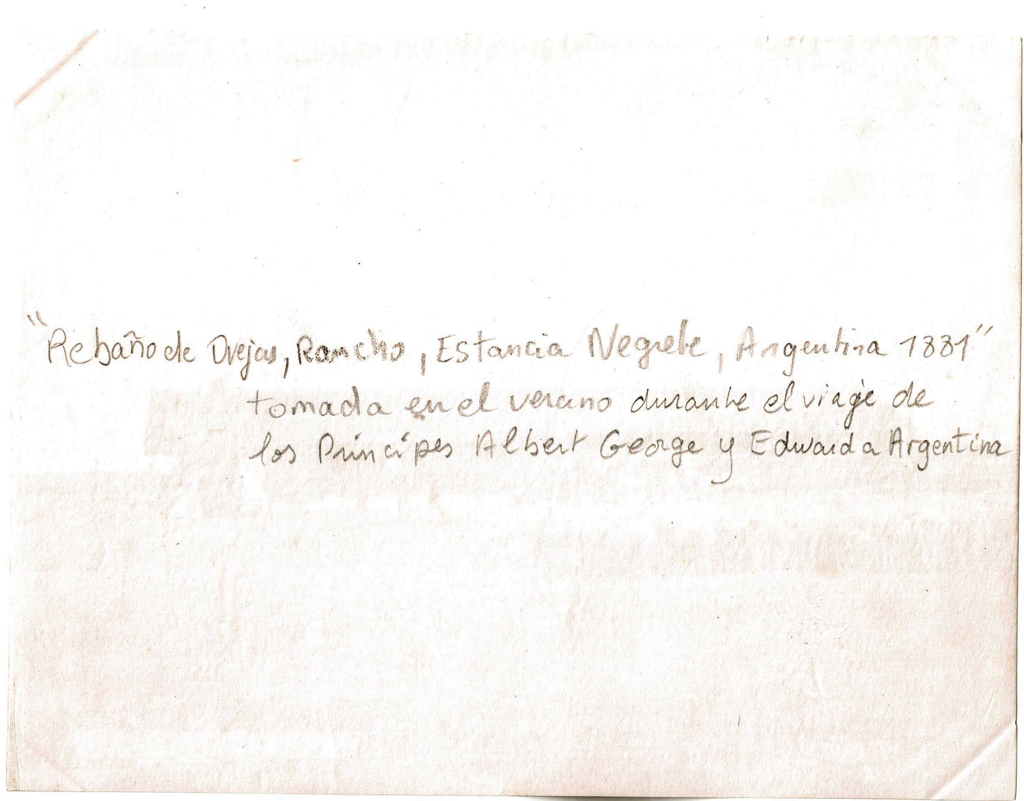 Argentine.Argentina Estancia Negrete, Rebano de Ovejas.Photo Albuminée originale 1881.Format 15,7x 20,7cm.