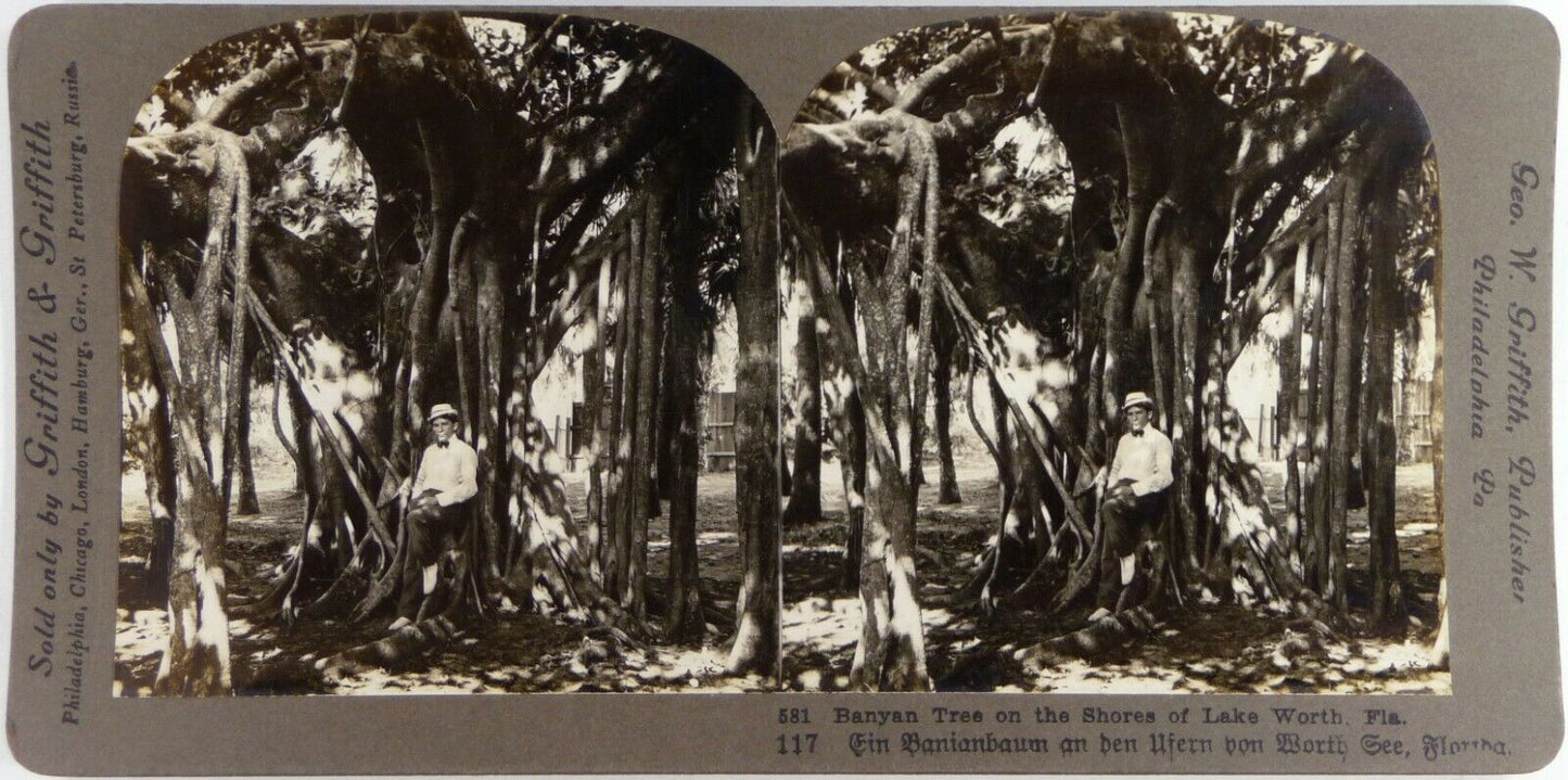 USA.u.s.a.Florida.Banyan Tree on th.Lake Worth.Photo Stereo Stereoview.Griffith.