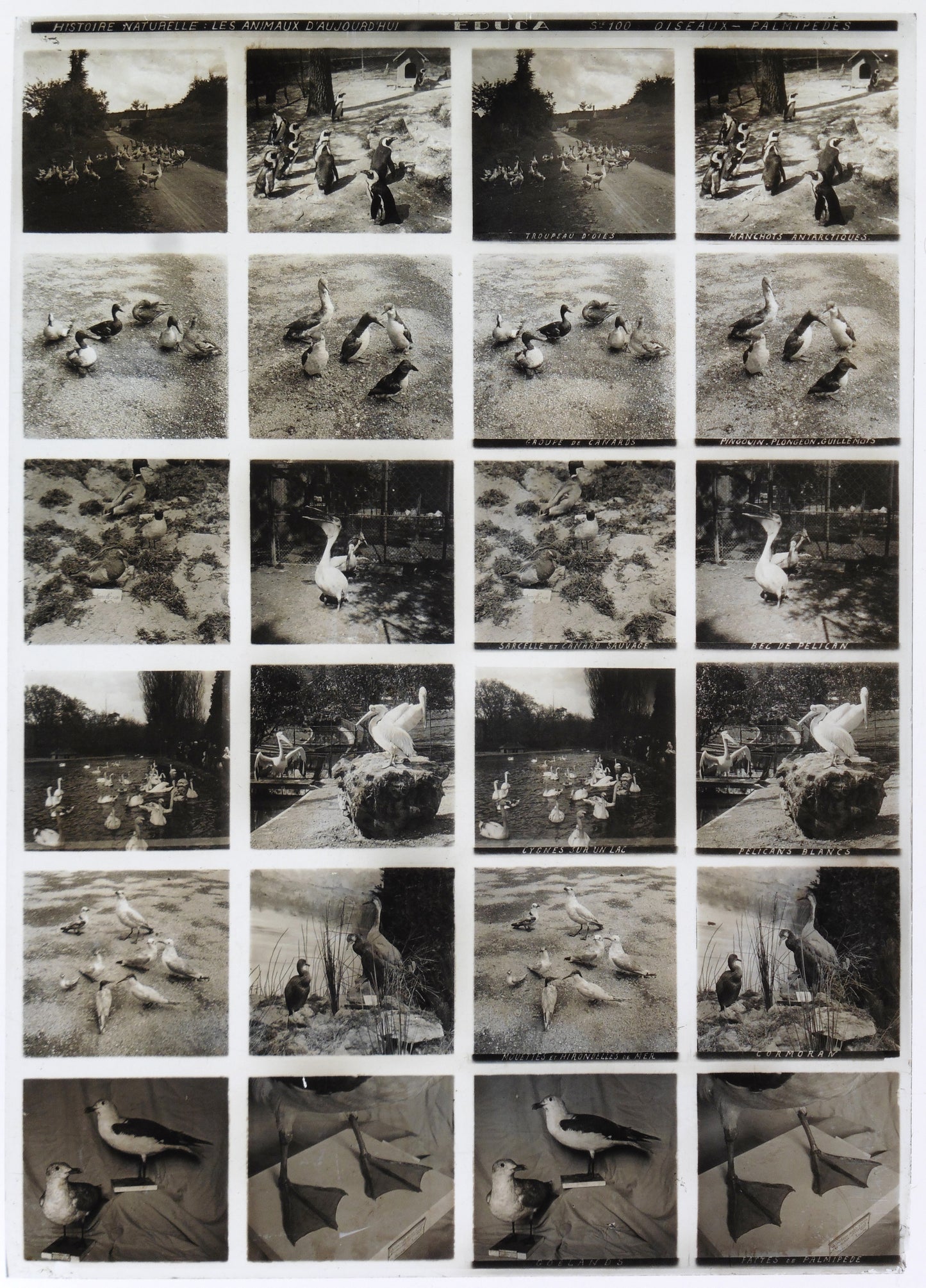 Plaque Verre Stéréo Educa - Oiseaux Palmipèdes - 12 Vues - Série 100 - 1900