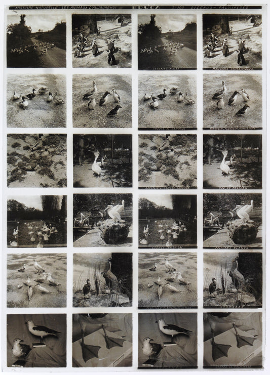 Plaque Verre Stéréo Educa - Oiseaux Palmipèdes - 12 Vues - Série 100 - 1900