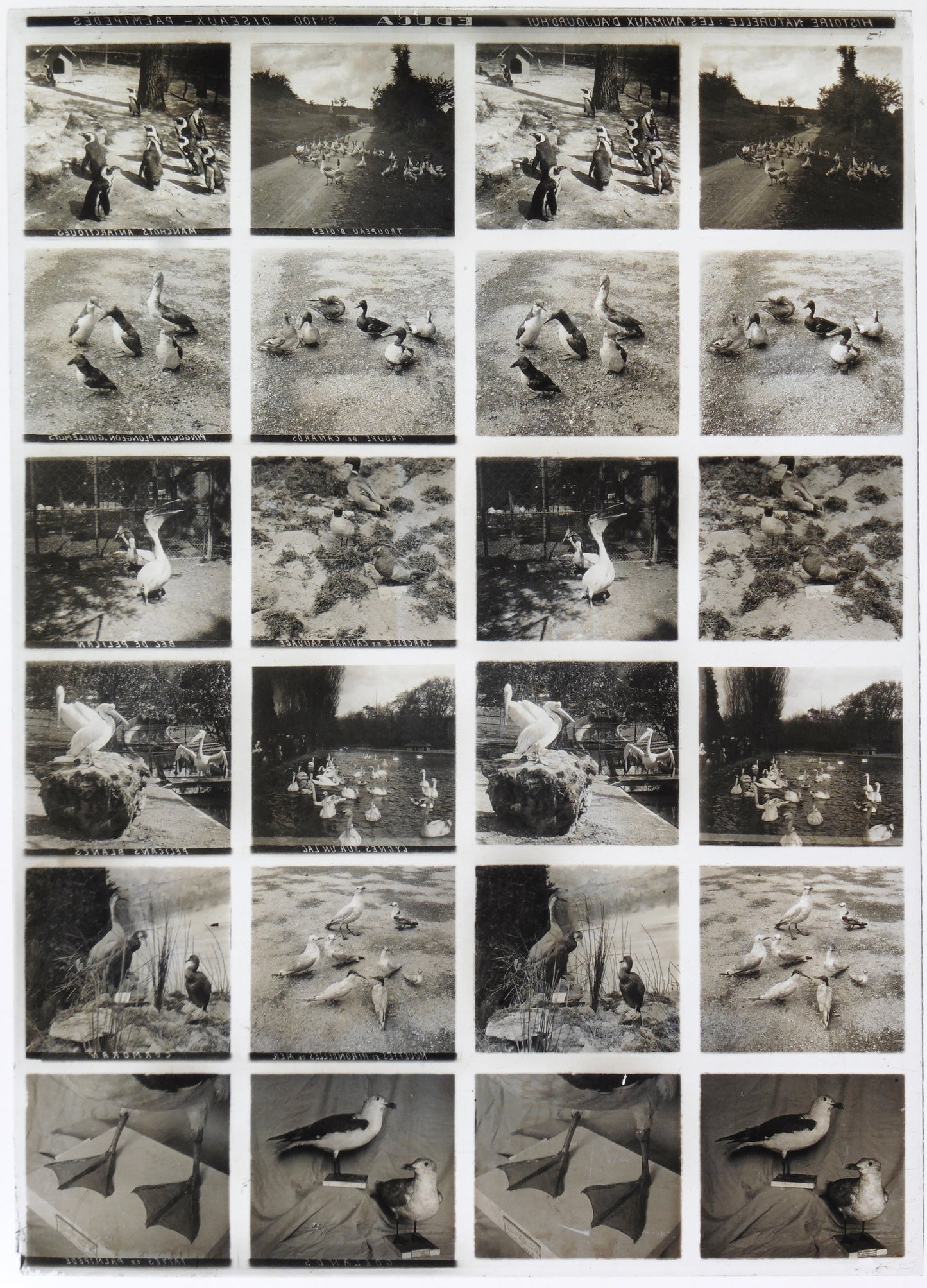 Plaque Verre Stéréo Educa - Oiseaux Palmipèdes - 12 Vues - Série 100 - 1900