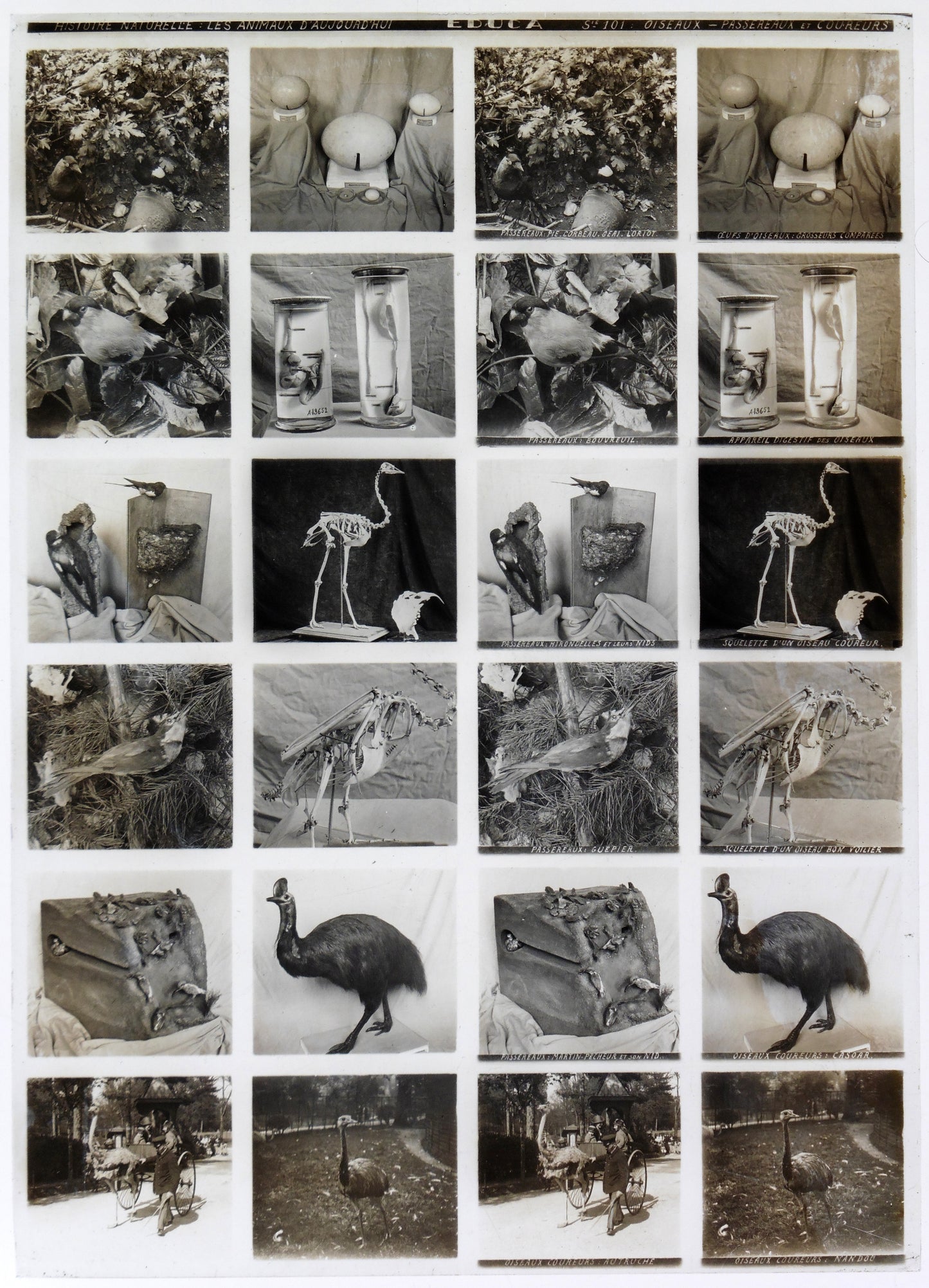 Plaque Verre Stéréo Educa - Oiseaux Passereaux et Coureurs - 12 Vues - Série 100 - 1900