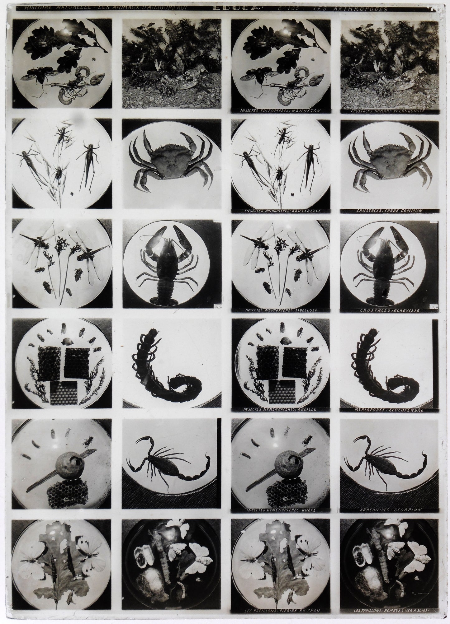 Educa - Série 105- Les Arthropodes- Histoire Naturelle- Les Animaux d'aujourd'hui- 12 vues sur une plaque Verre Stéréo 13x18cm -  Circa 1900'