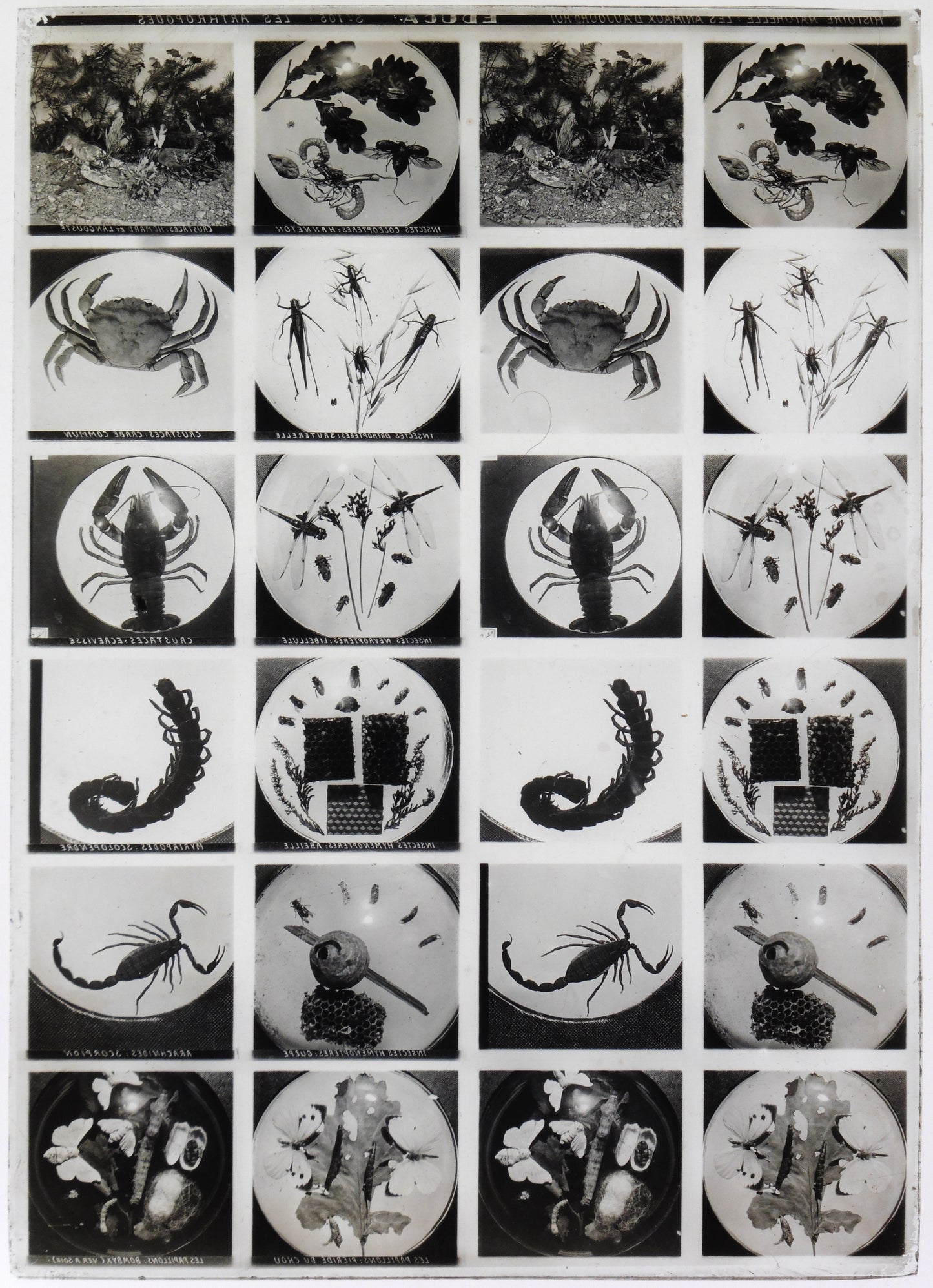 Educa - Série 105- Les Arthropodes- Histoire Naturelle- Les Animaux d'aujourd'hui- 12 vues sur une plaque Verre Stéréo 13x18cm -  Circa 1900'