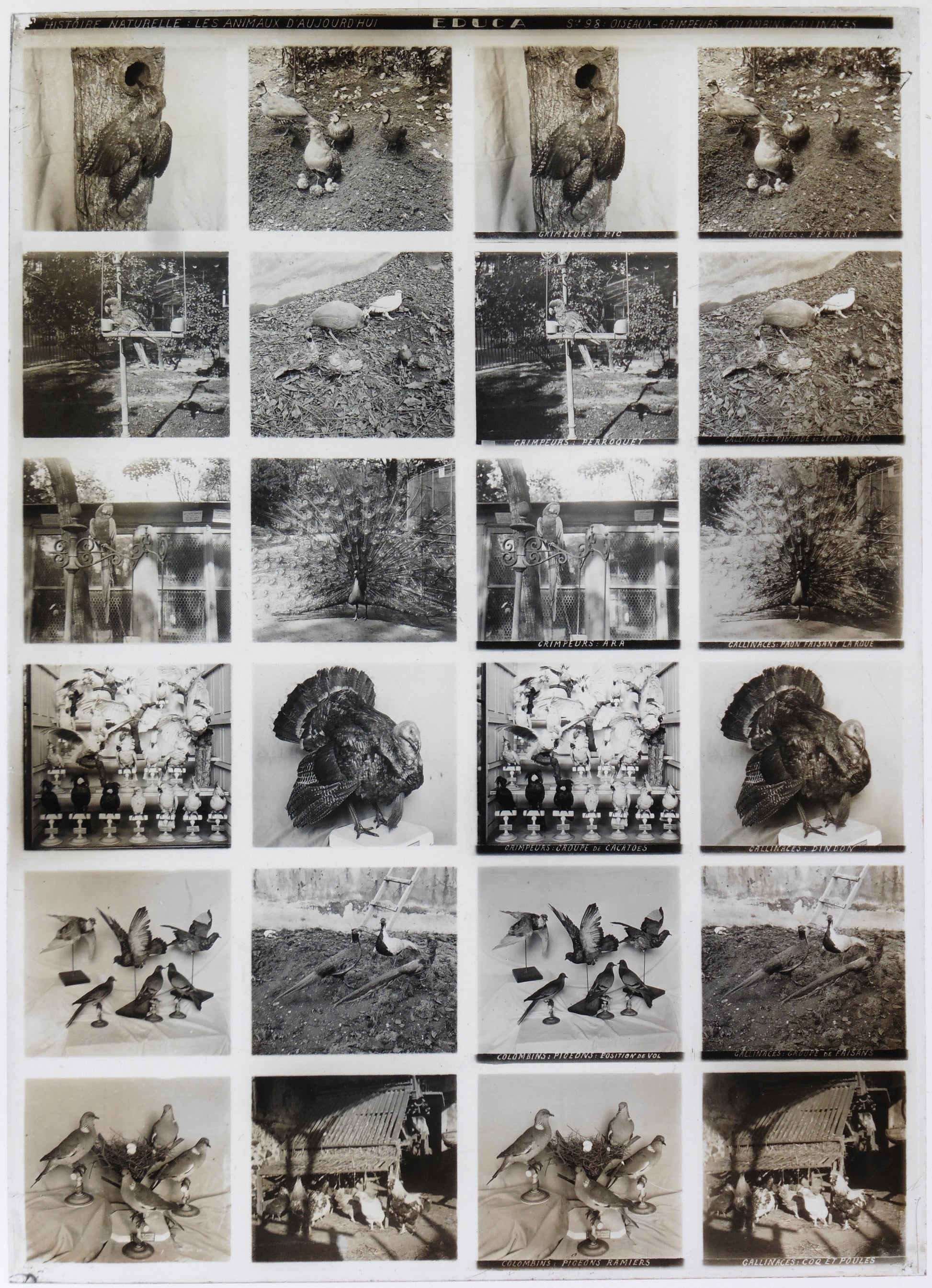 Plaque verre stéréoscopique Educa série 98 Oiseaux Grimpeurs Gallinacés 12 vues 13x18cm circa 1900
