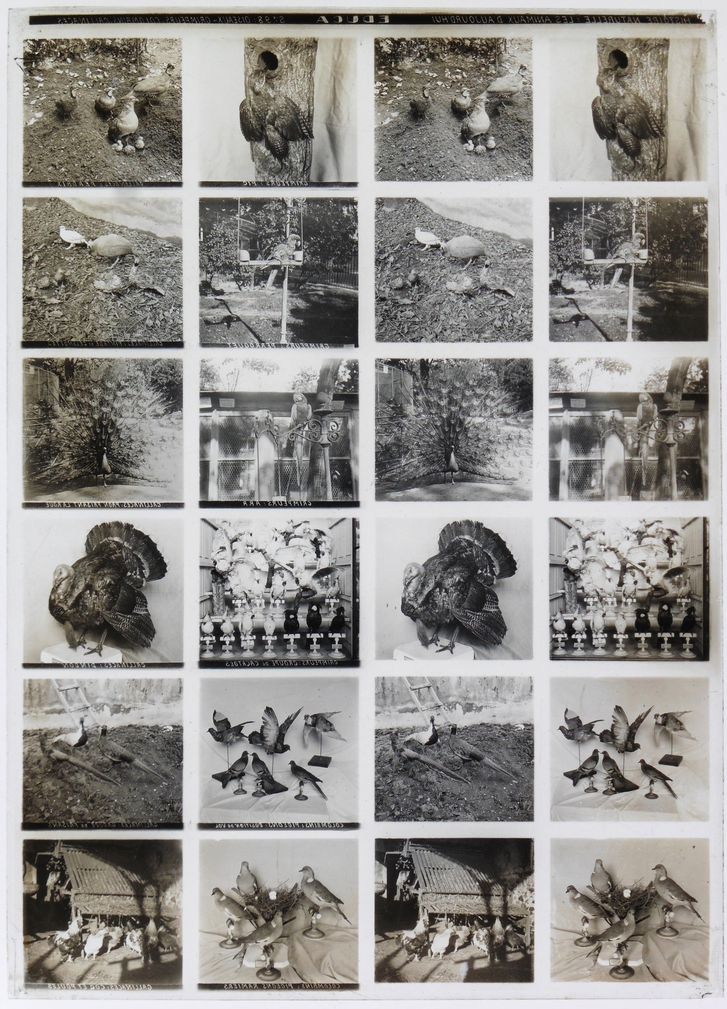 Détail plaque verre stéréo Educa Histoire Naturelle Oiseaux Grimpeurs Colombins 1900
