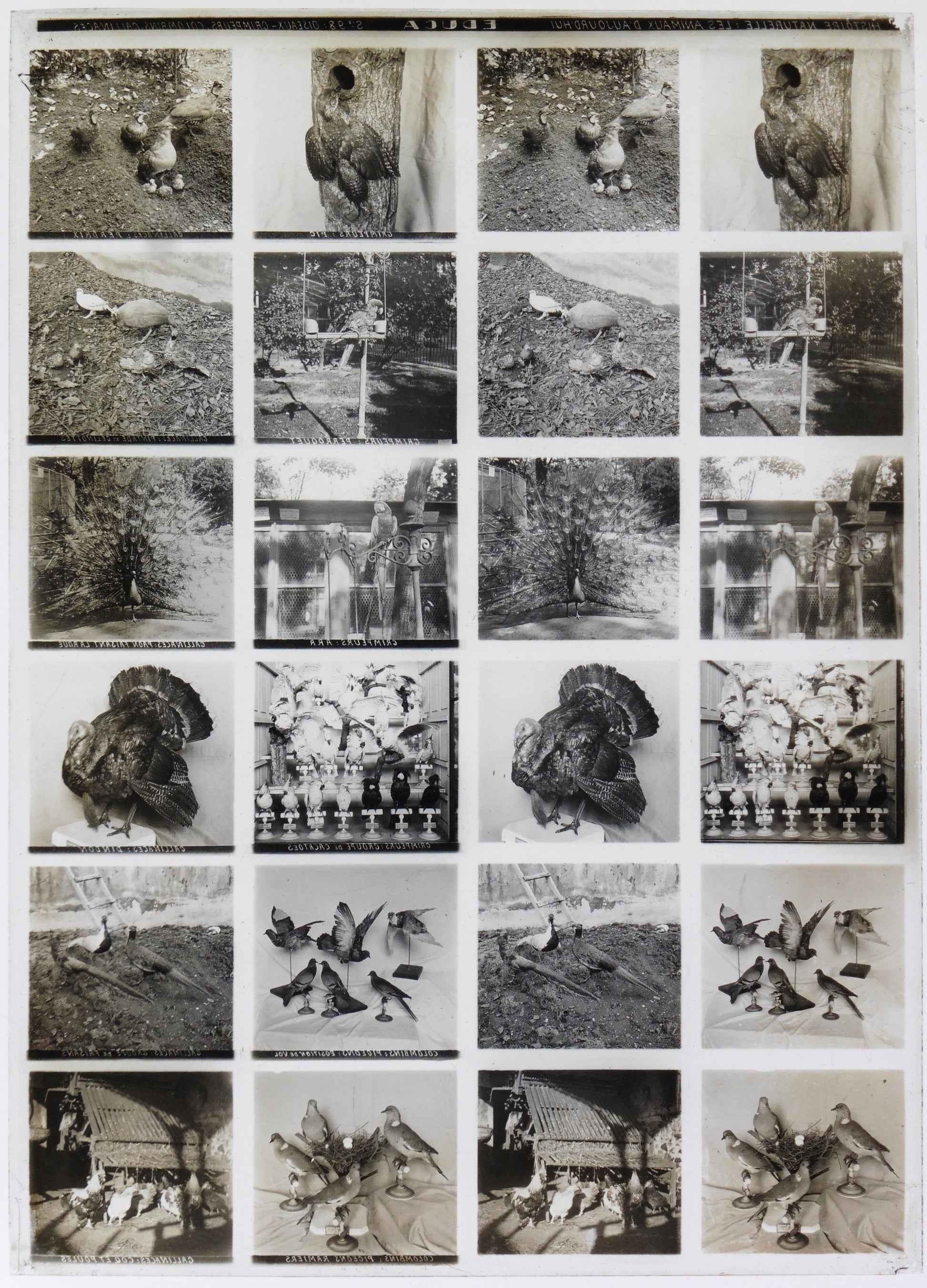 Détail plaque verre stéréo Educa Histoire Naturelle Oiseaux Grimpeurs Colombins 1900
