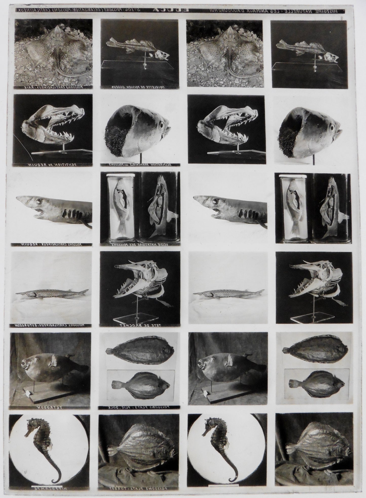 "Educa - 12 vues sur une plaque Verre Stéréo 13x18cm - Série 104 Poissons Cartilagineux - Circa 1900"