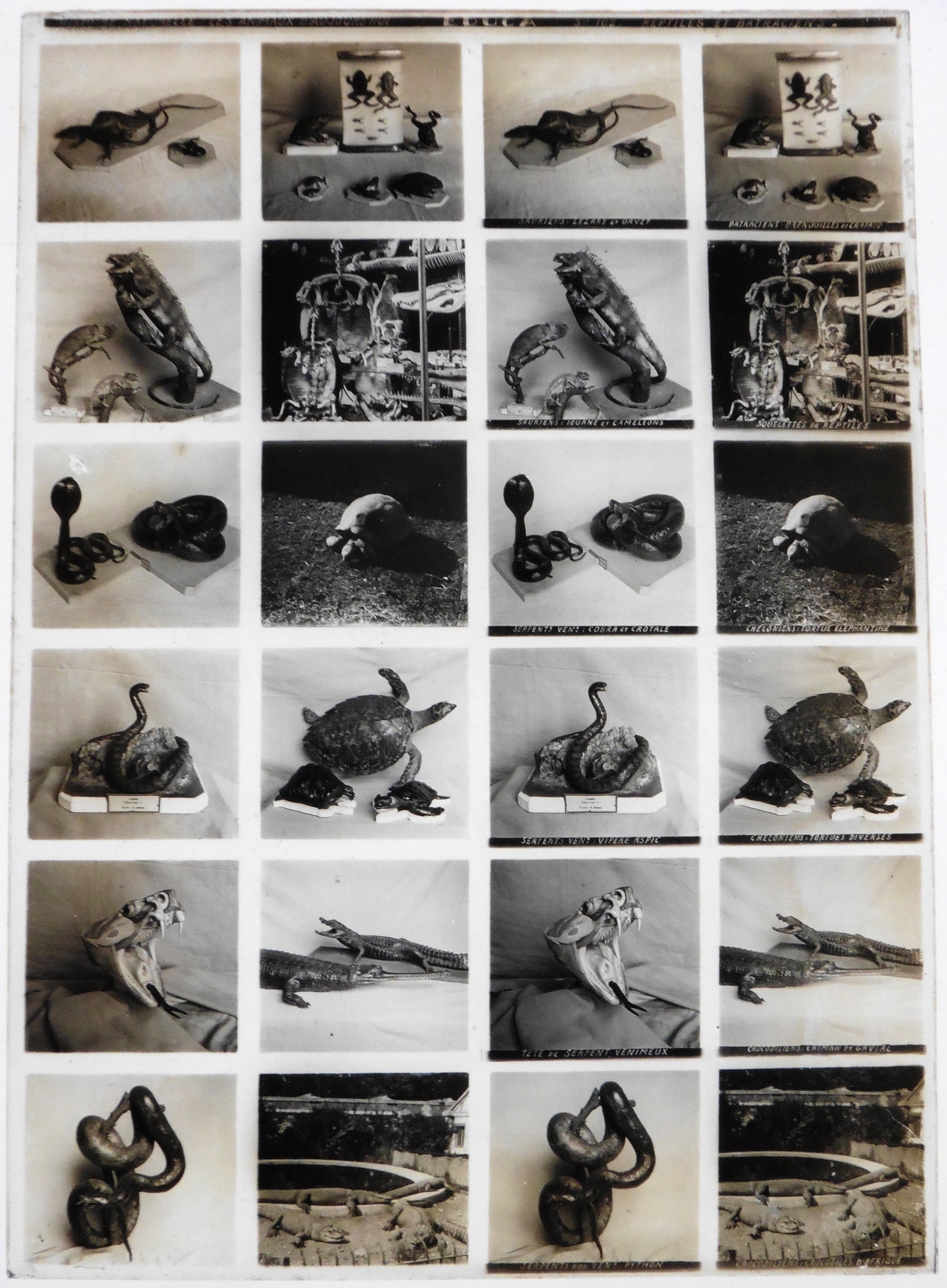 "Educa - 12 Plaques Verre Stéréo 13x18cm - Série 102 Reptiles et Batraciens - Circa 1900"
