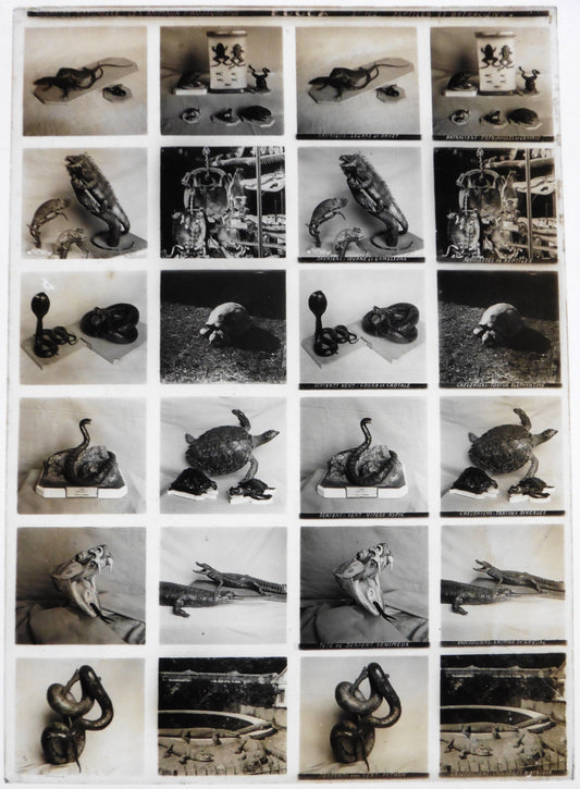 "Educa - 12 Plaques Verre Stéréo 13x18cm - Série 102 Reptiles et Batraciens - Circa 1900"